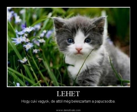 lehet....hogy_cuki_vagyokde_attol_meg....jpg